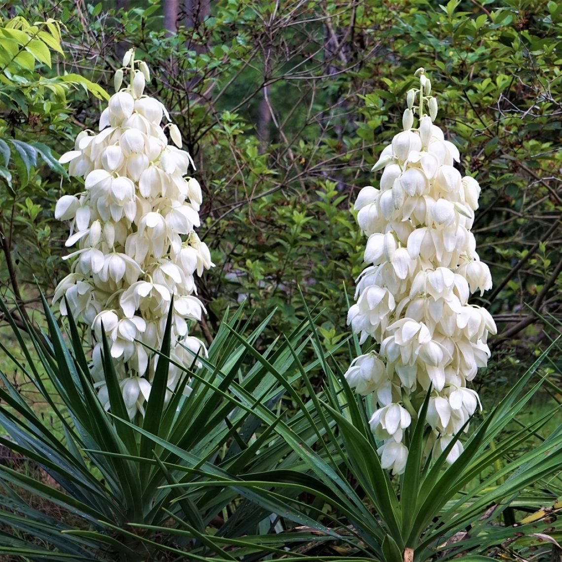 Yucca (Yucca filamentosa)