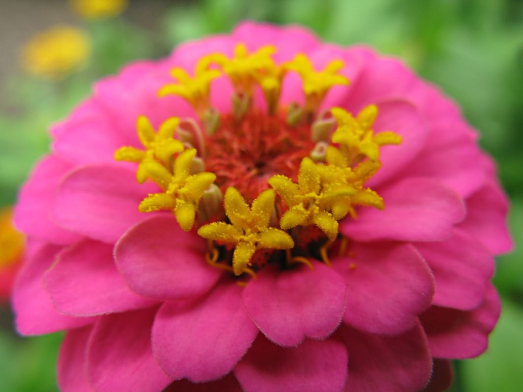 Zinia (Zinnia elegans)