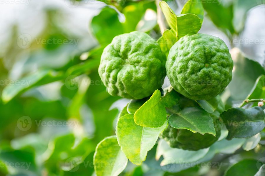 Bergamotă (Citrus bergamia)