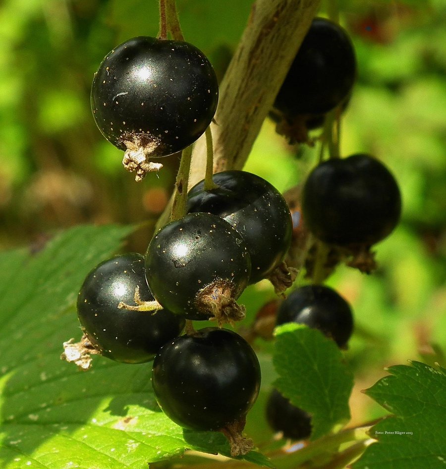 Coacăz negru (Ribes nigrum)