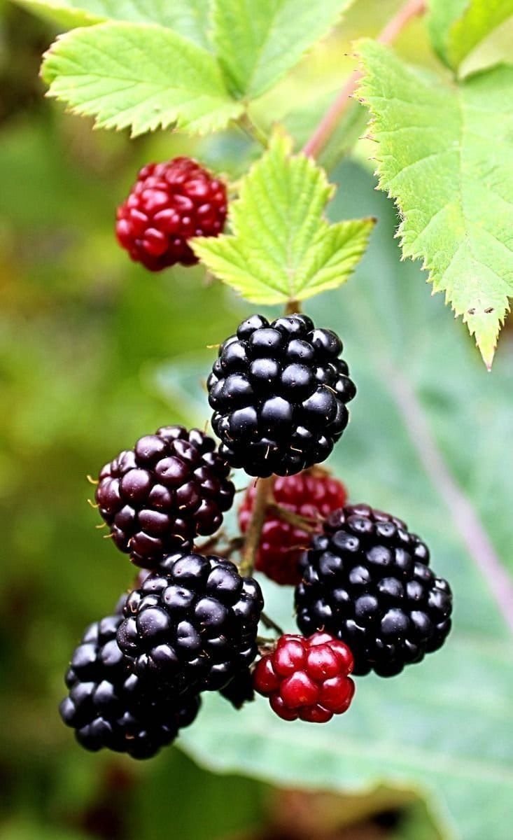 Boysenberry (Rubus ursinus × idaeus)