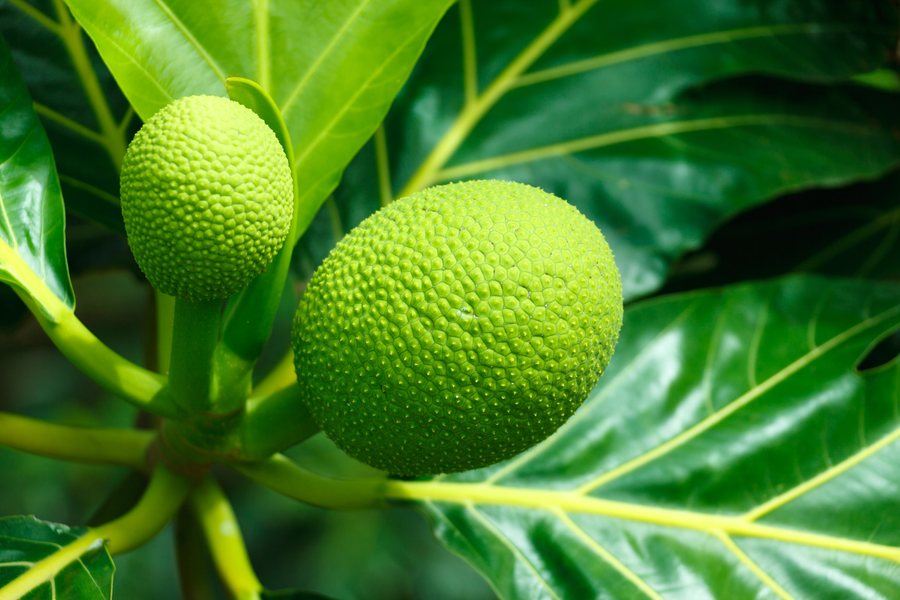 Fructul pâinii (Artocarpus altilis)