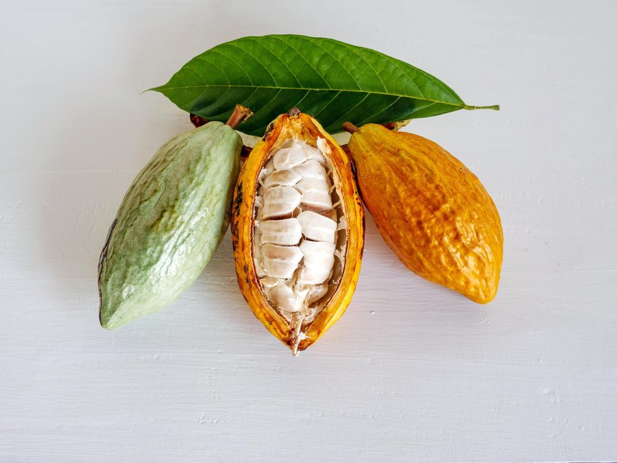 Cacao (Theobroma cacao)