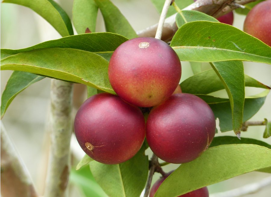 Camu camu (Myrciaria dubia)