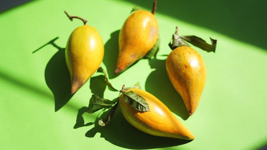Canistel (Pouteria campechiana)