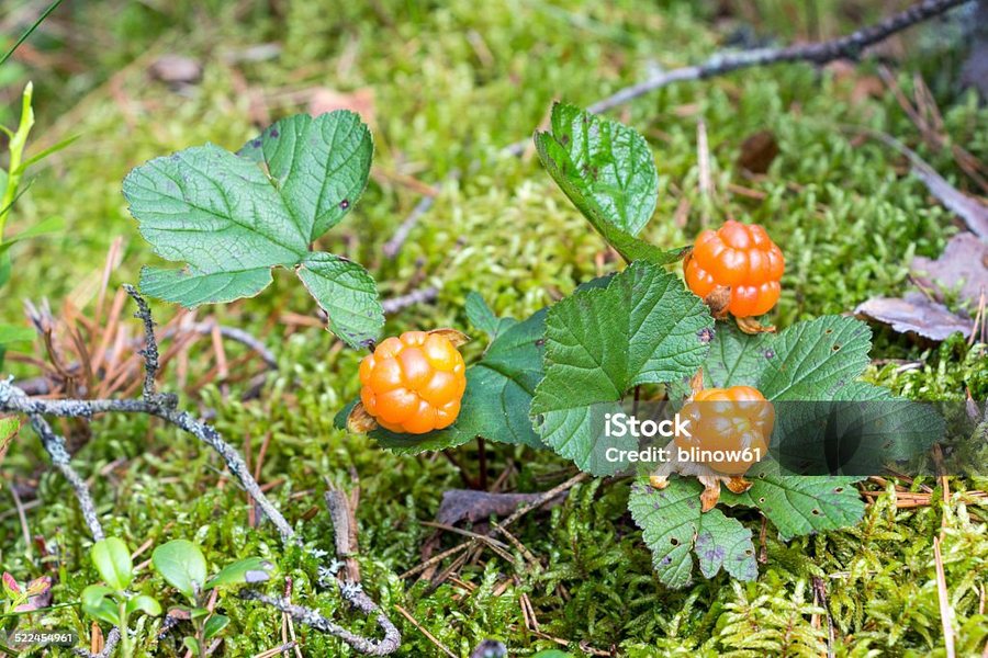 Mur pitic (Rubus chamaemorus)