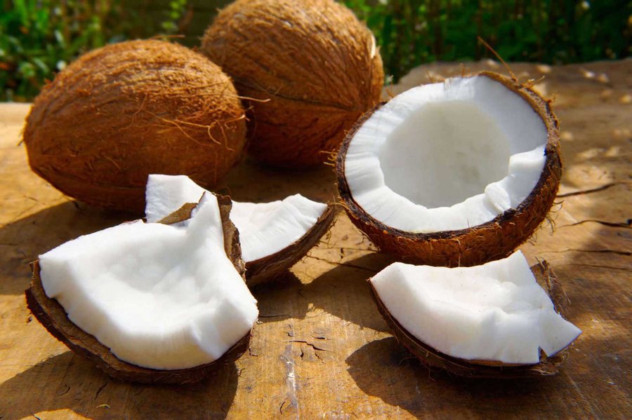 Nucă de cocos (Cocos nucifera)