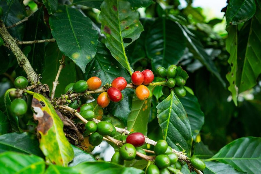 Cireașă de cafea (Coffea arabica)