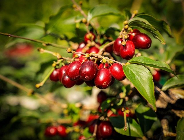 Corn (Cornus mas)