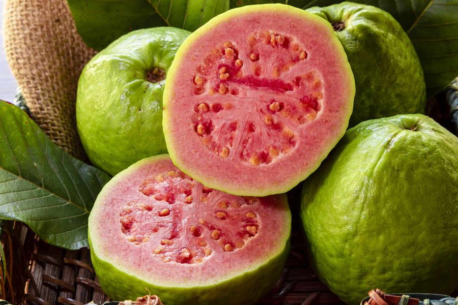 Guava (Psidium guajava)