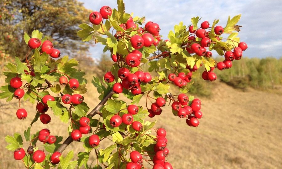 Păducel (Crataegus monogyna)