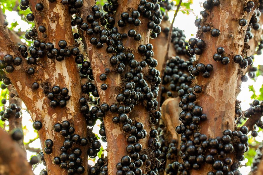 Jabuticaba (Plinia cauliflora)