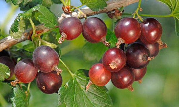 Jostaberry (Ribes × nidigrolaria)