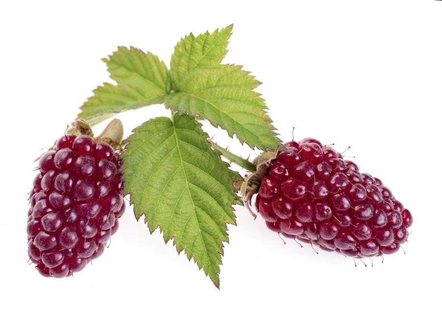 Loganberry (Rubus × loganobaccus)