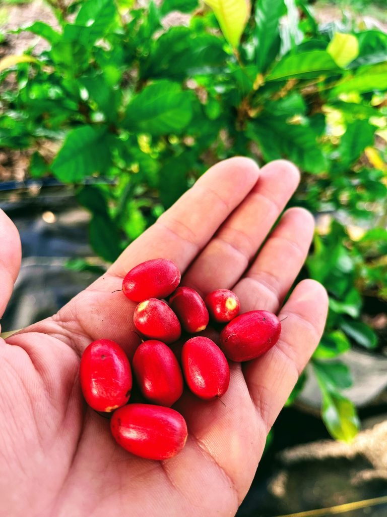 Fruct miraculos (Synsepalum dulcificum)