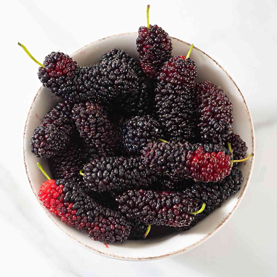 Dudă (Morus alba)