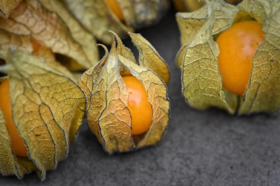 Physalis (Physalis peruviana)