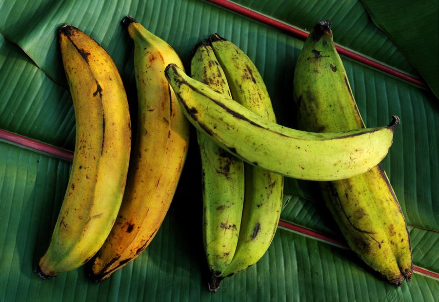 Banană plantain (Musa paradisiaca)