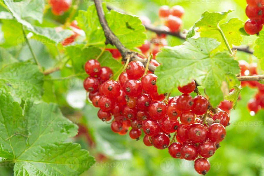 Coacăz roșu (Ribes rubrum)