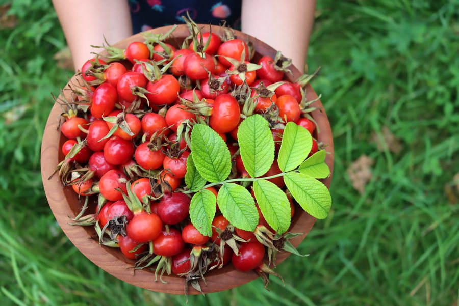 Măceș (Rosa canina)