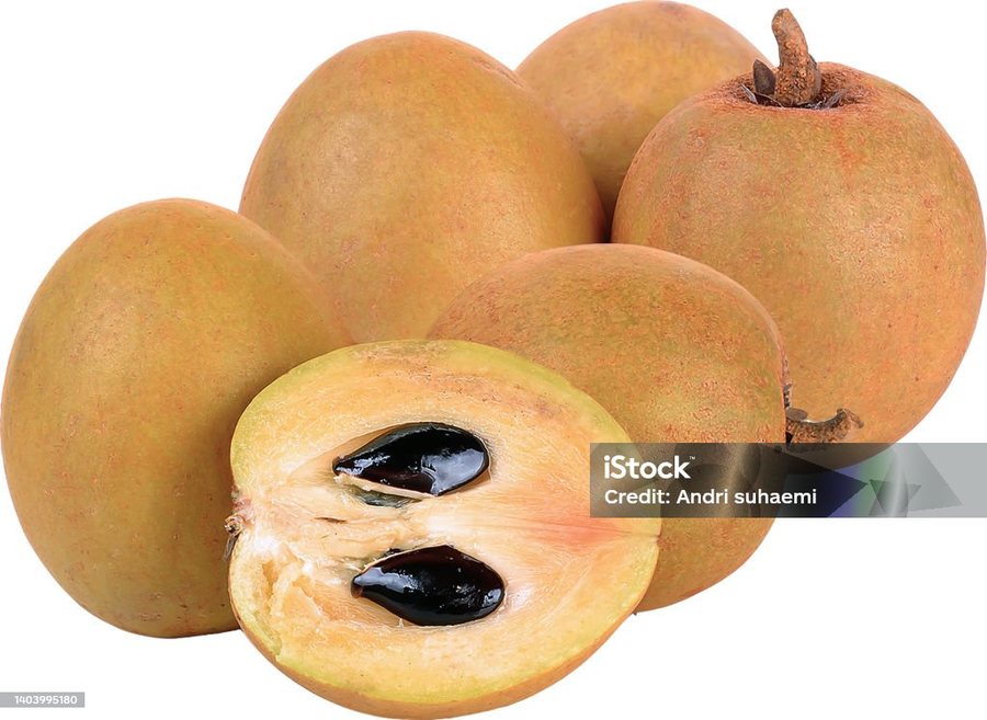 Sapodilla (Manilkara zapota)