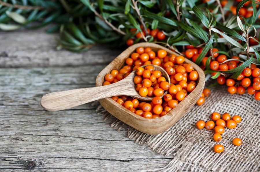 Cătină (Hippophae rhamnoides)