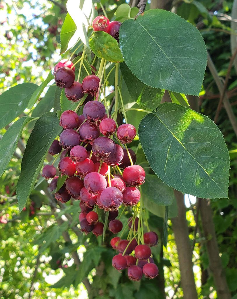Pom cu stafide (Amelanchier alnifolia)