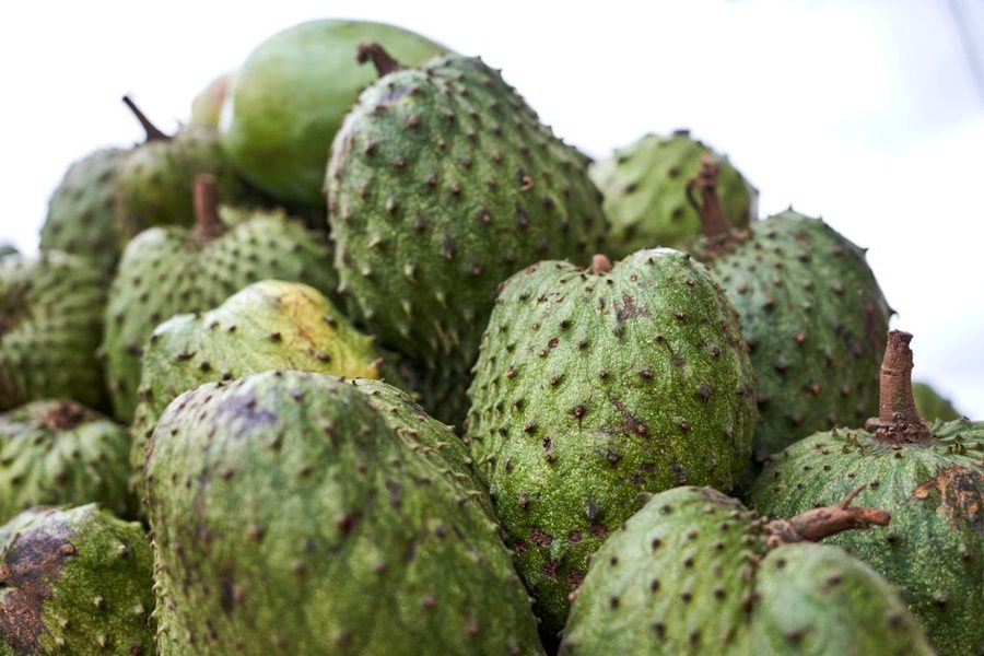 Graviola (Annona muricata)