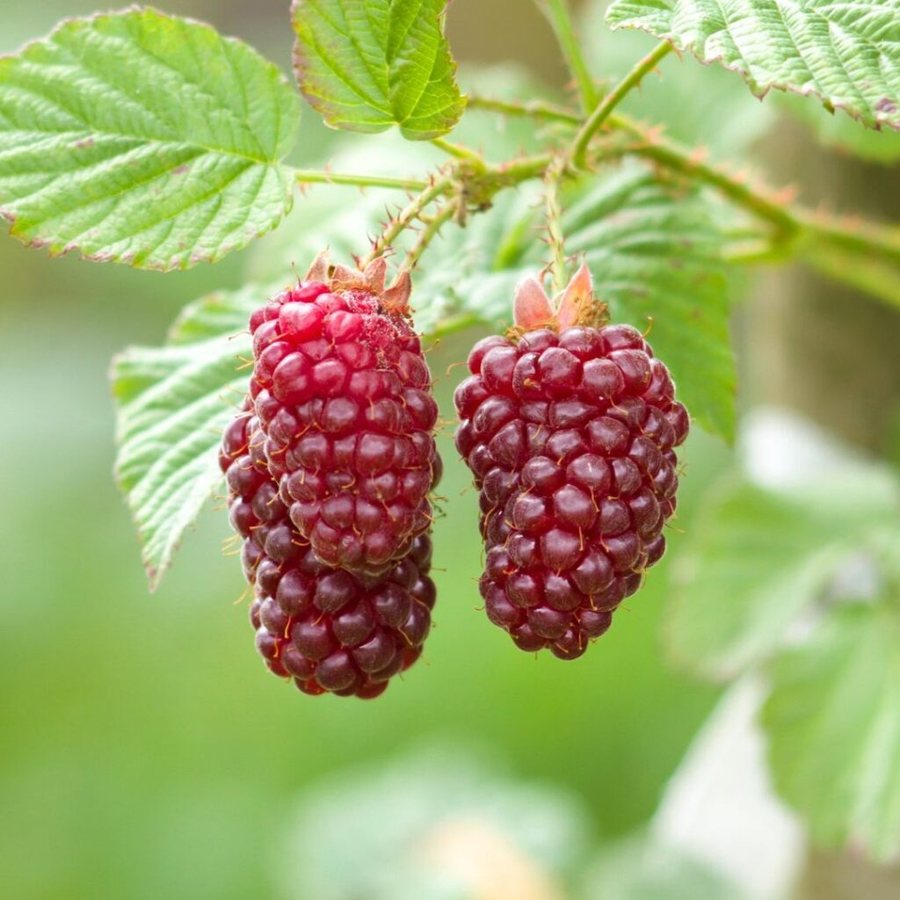 Tayberry (Rubus fruticosus × idaeus)