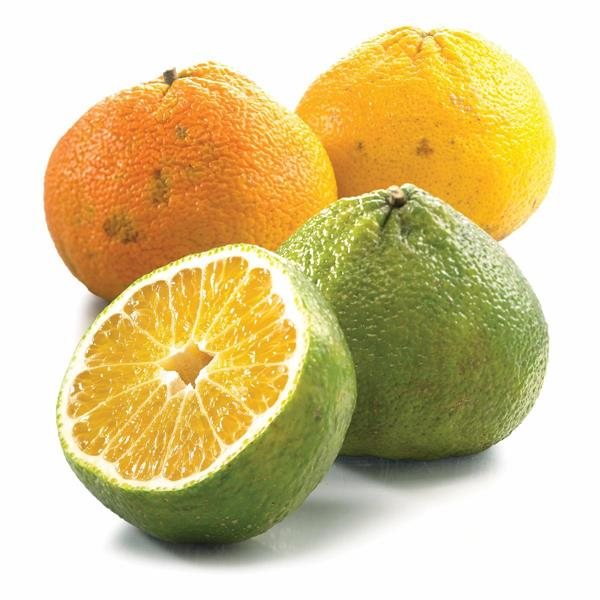Ugli (Citrus reticulata × paradisi)