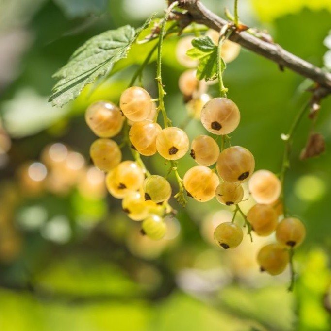 Coacăz alb (Ribes rubrum)