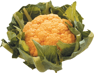 Conopida portocalie sau galbenă