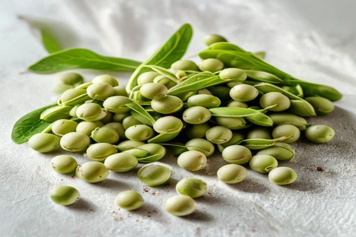 Bob (Vicia faba)