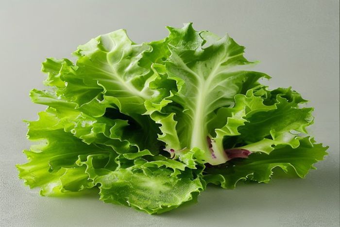 Salata verde (Lactuca sativa)
