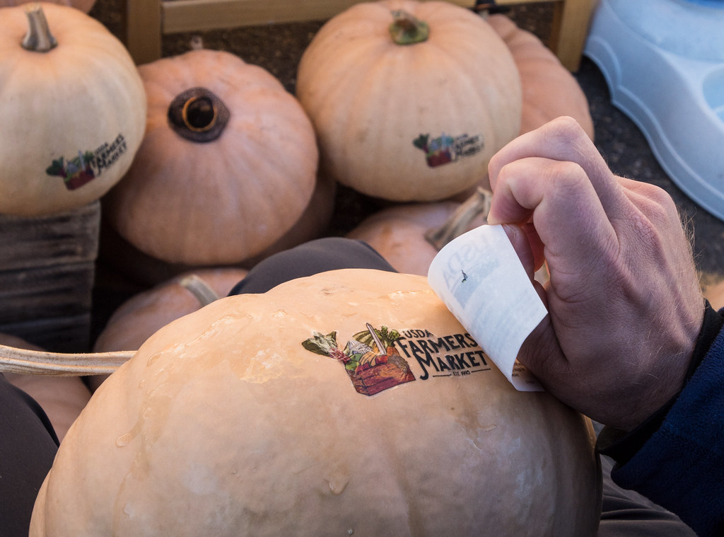 Dovleac (Cucurbita pepo)
