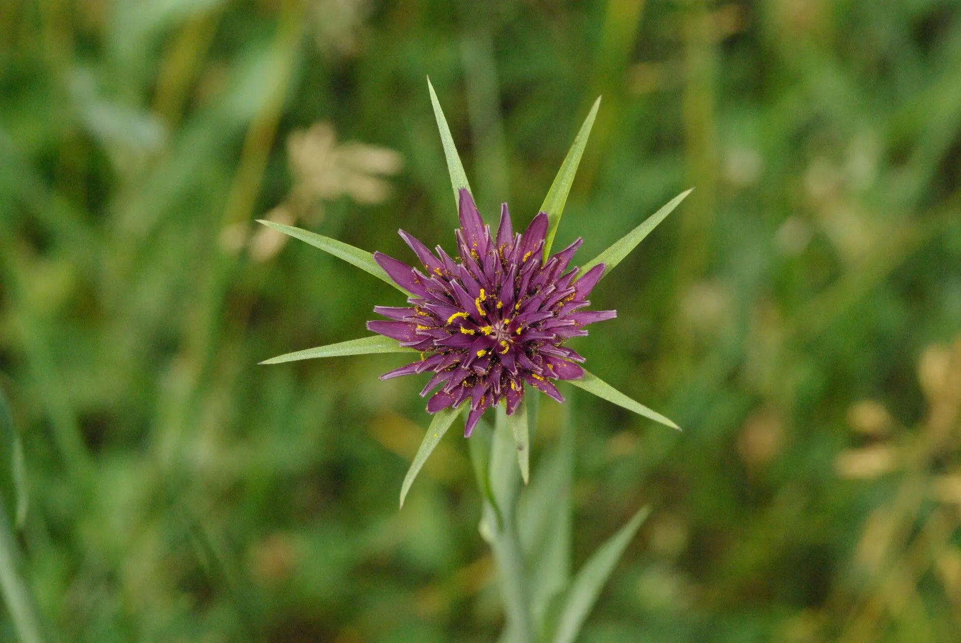 Salsifi (Tragopogon porrifolius)