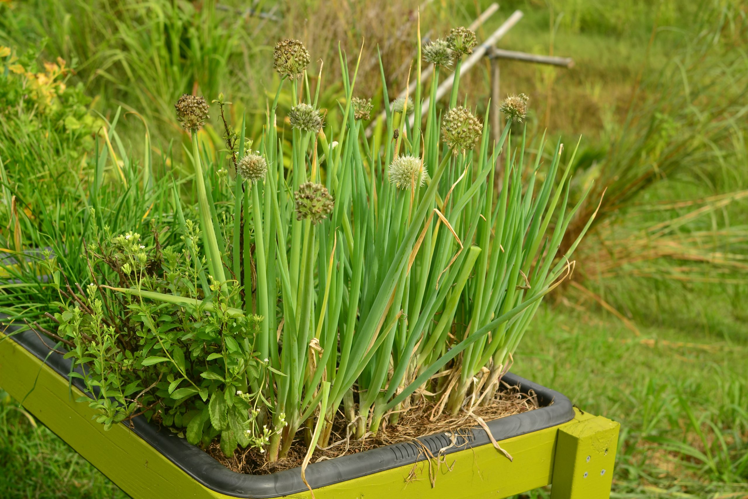 Ceapa verde (Allium fistulosum)