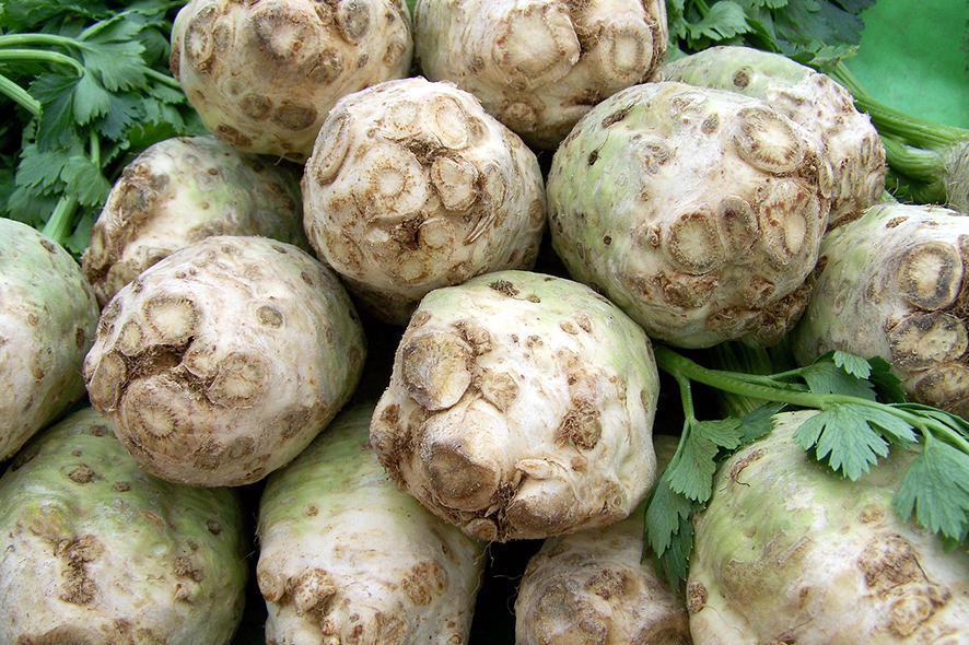 Сельдерей (Apium Graveolens)