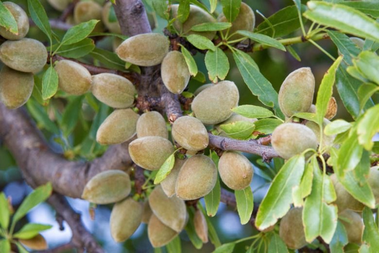 Migdal (Prunus dulcis)