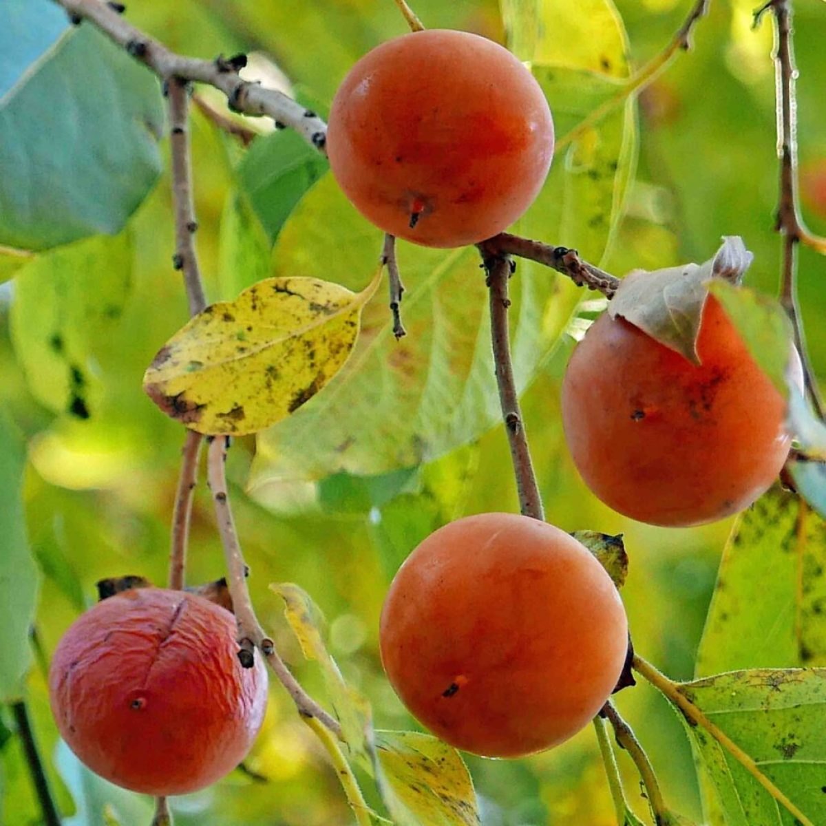 Американская хурма (Diospyros virginiana)