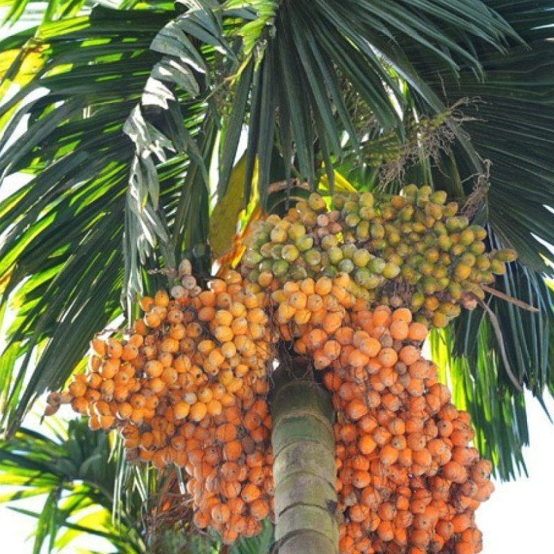 Palmier areca (Areca catechu)