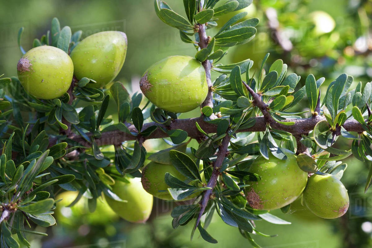 Аргания (Argania spinosa)