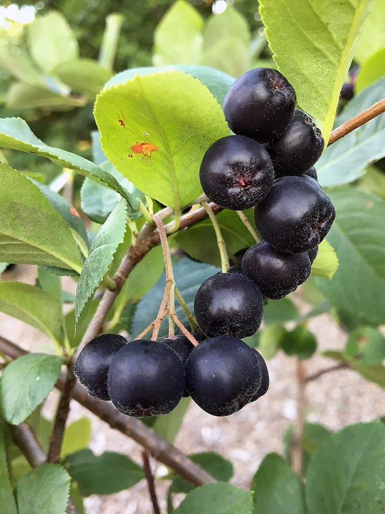 Арония (Aronia melanocarpa)