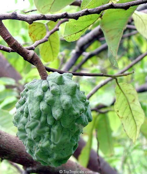 Атемойя (Annona squamosa x cherimola)