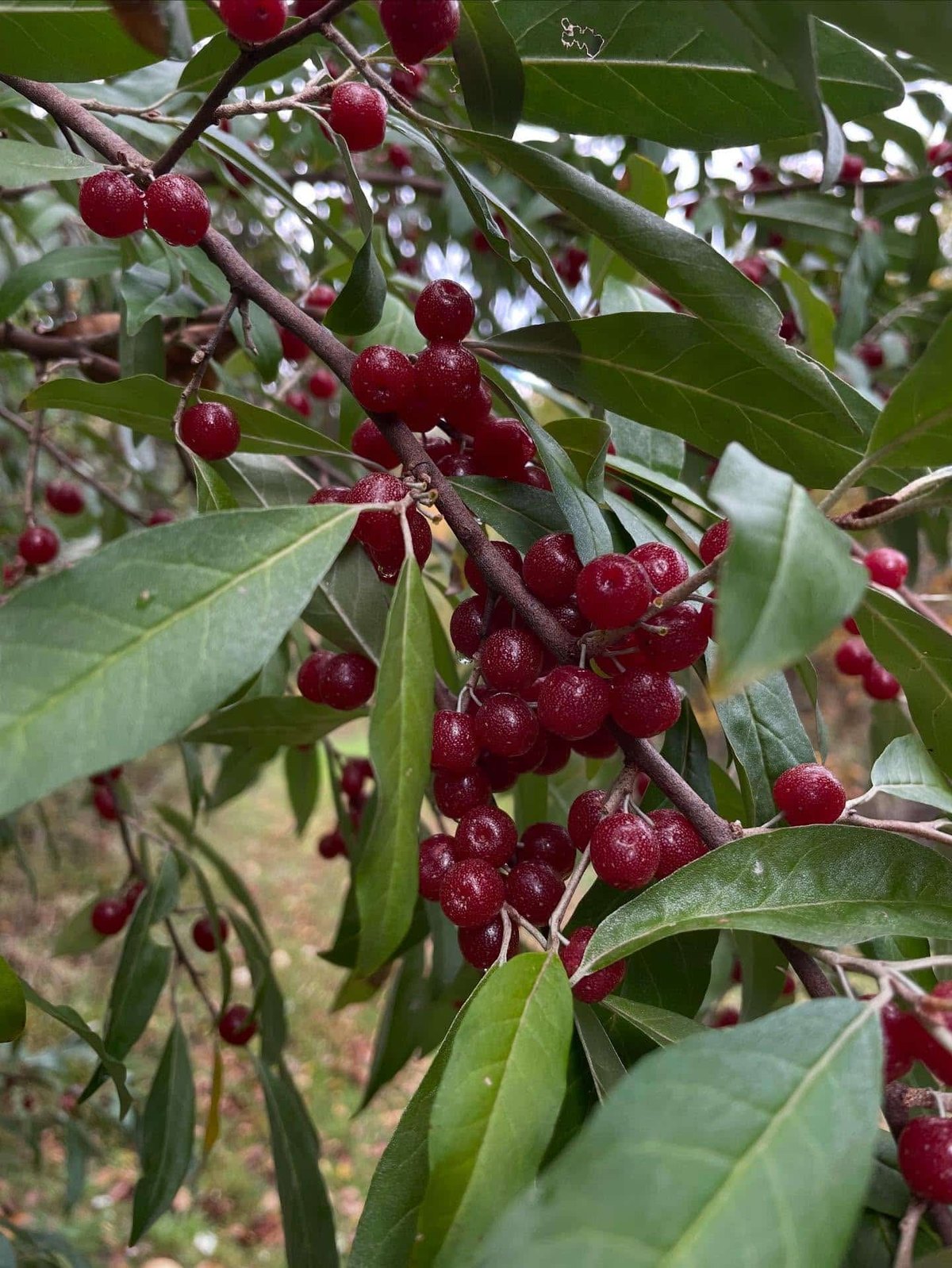 Măslin de toamnă (Elaeagnus umbellata)