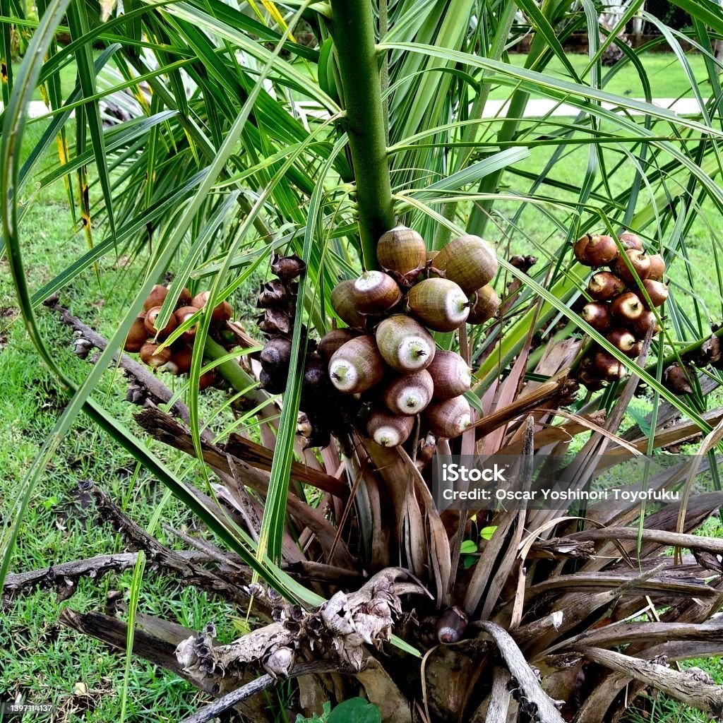 Babassu (Attalea speciosa)