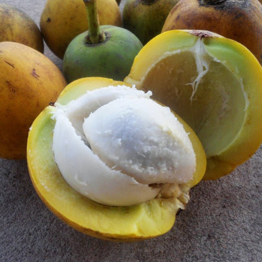 Bacuri (Platonia insignis)