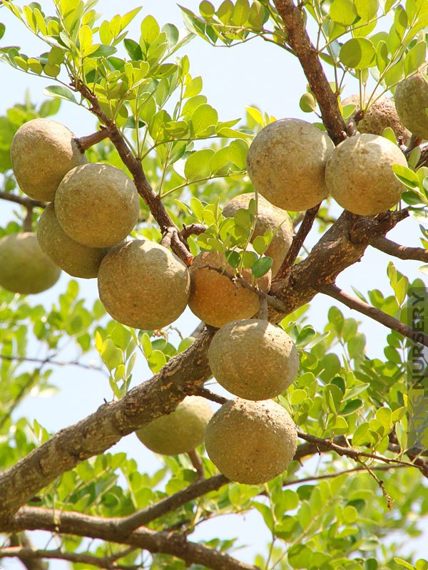 Bael (Aegle marmelos)