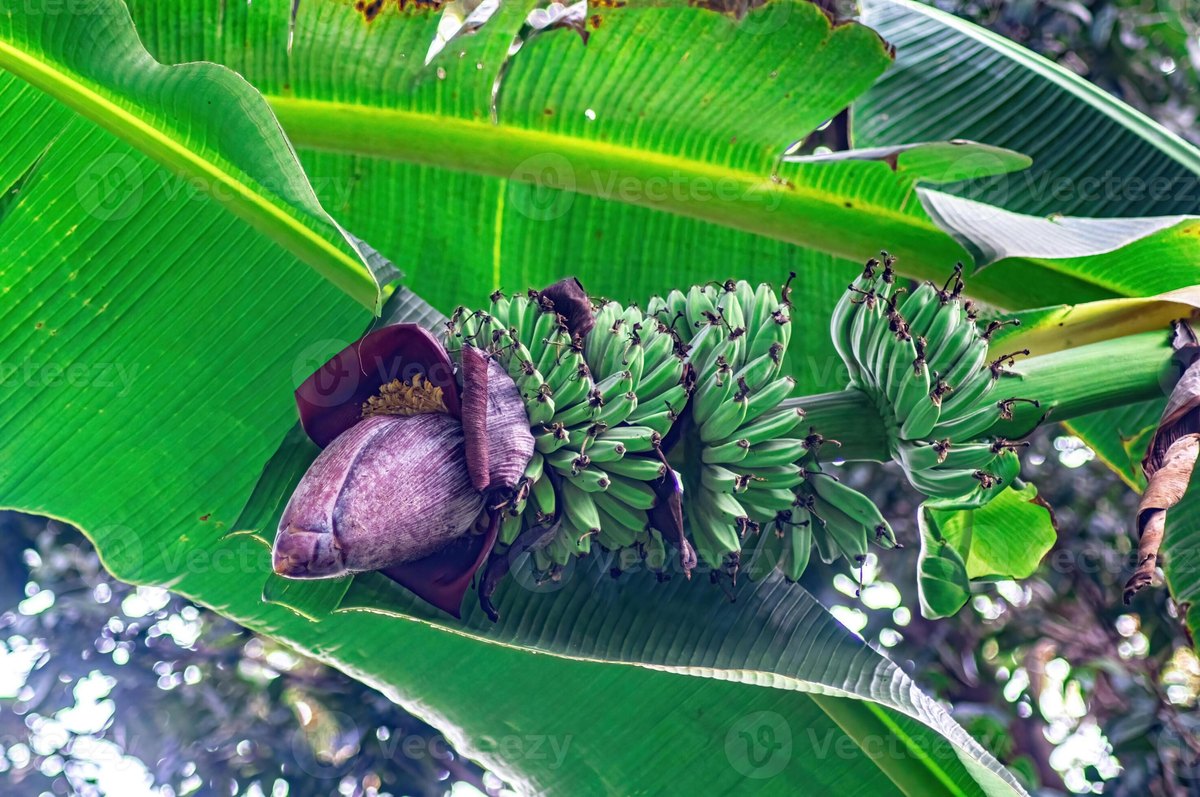 Bananier (Musa acuminata)