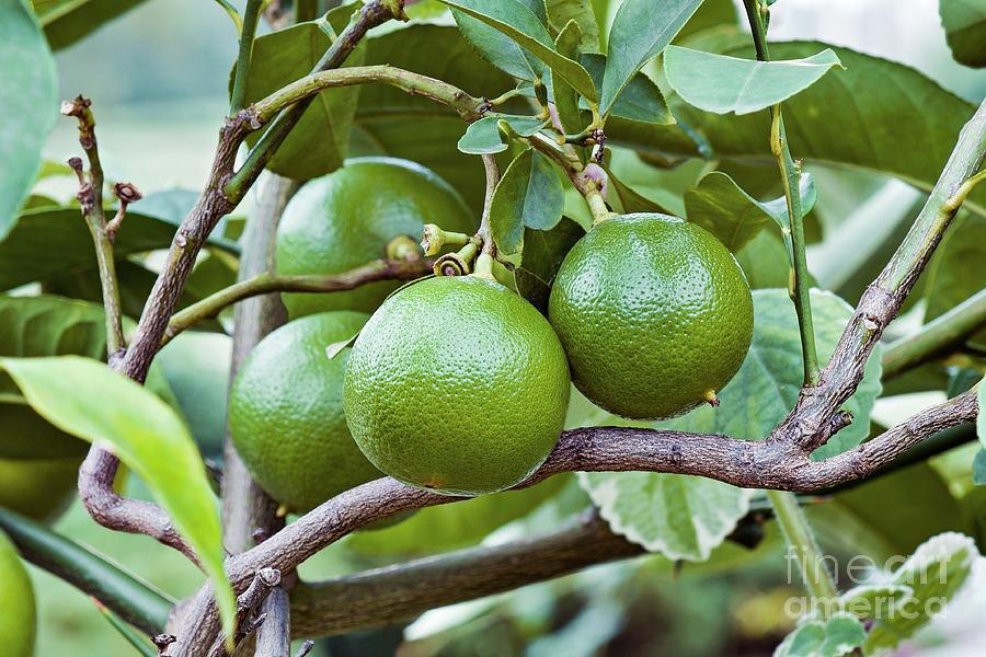 Bergamot (Citrus bergamia)